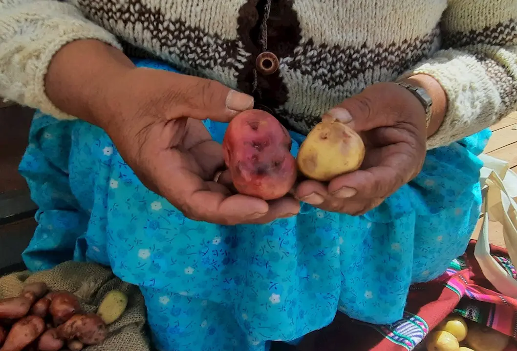 Papas “inteligentes”, la clave en Bolivia ante el cambio climático